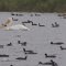 Ducks Unlimited Grand Chenier Project