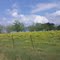 field