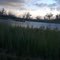 Cocodrie Marsh