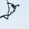 Osprey with a Speckled Trout