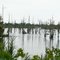 Gus Island swamps