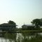 South of Theriot, Louisiana  (June 2006)