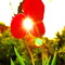 D - Sun & Tulips