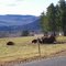 buffalo in andover,me
