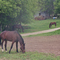 Minnesota / near Lanesboro / Horses are the motors
