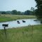 Cattle in a pond