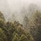 Mist Over the Forest