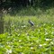 Blue heron on Jimmerson Lake