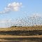 Birds on the farm hill