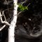 Brook and Birch Detail