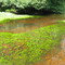 Maurice River Kayaking