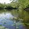 Union Lake Lilies