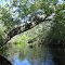 Maurice River Tree Canopy