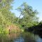 Uprooted Tree on Maurice River