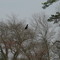 Red-Winged Black Bird at Maurice River Marshes