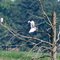 Great Egrets at Mattamuskeet NWR