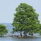 Bald Cypresses & Knees at Lake Mattamuskeet