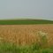 Field