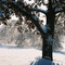 Loudonville Winter