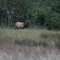 Bull Elk Oregon