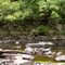 Creek in Ockanickon Scout Reservation
