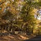 Fall Afternoon