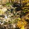 Tumble Falls (~100')