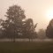 Misty Trees