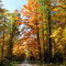 Four Mile Road near Elliott State Park