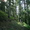 bosc d´escunhau