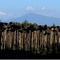 Des Tournesols et le Mont Ventoux, F