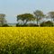Golden fields of Spring