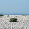 le cordon de galets (silex) entre Ault et Cayeux