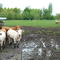 Vaches à Barenton-Bugny