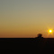 Lonely Tree