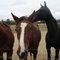 Le cheval qui murmurait à l'oreille des chevaux.