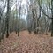 Forêt de chataigners