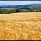 Suisse Normande