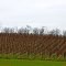 Grisy : des vignes en Normandie ! Les Arpents du Soleil