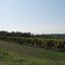 Vignoble de Ribonnet.