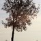 Arbre contre jour