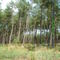 Forêt des Landes