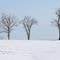 Three Trees in Winter