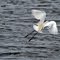 Aigrette