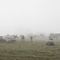 Vaches dans la brume