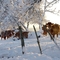 Vaches sous la neige