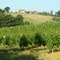 Vignobles entre Eauze et Manciet