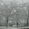 Tree covered with Ice