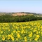 Paysage du Tarn : tournesol en fleur