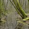 les bords du Gât-mort inondés - Saint-Morillon